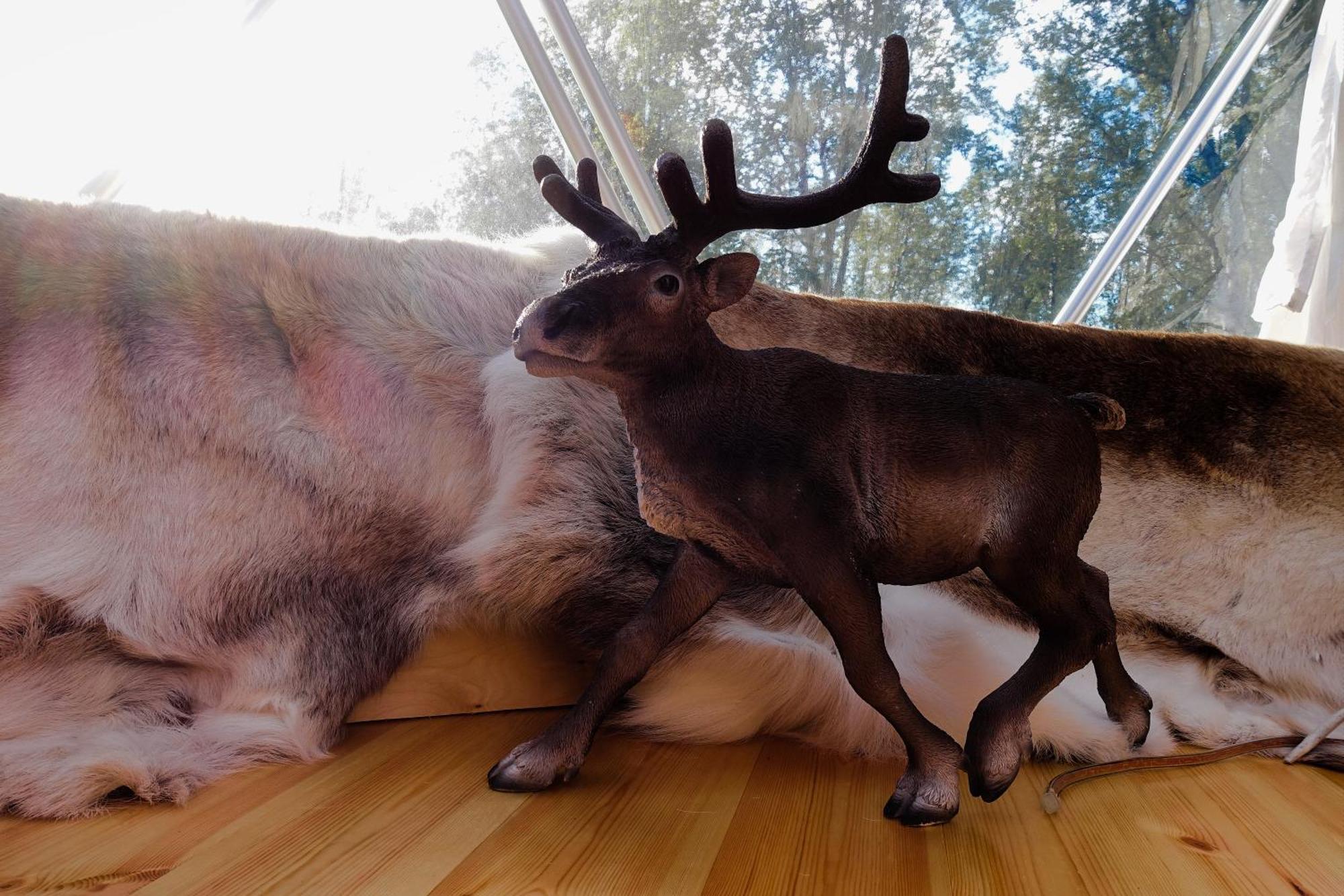 Wild Caribou Dome Hotel ลัคเซลฟ์ ภายนอก รูปภาพ